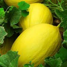 yellow canary melon seeds