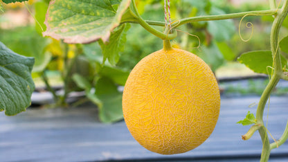Yellow Cantaloupe Fruit Seeds for Planting