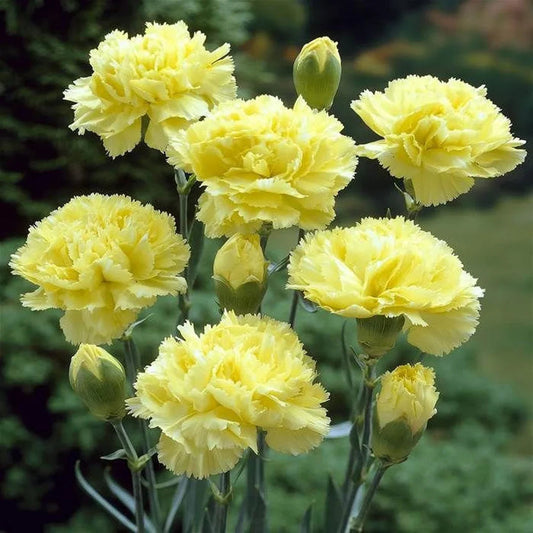 Yellow Carnation flower seeds