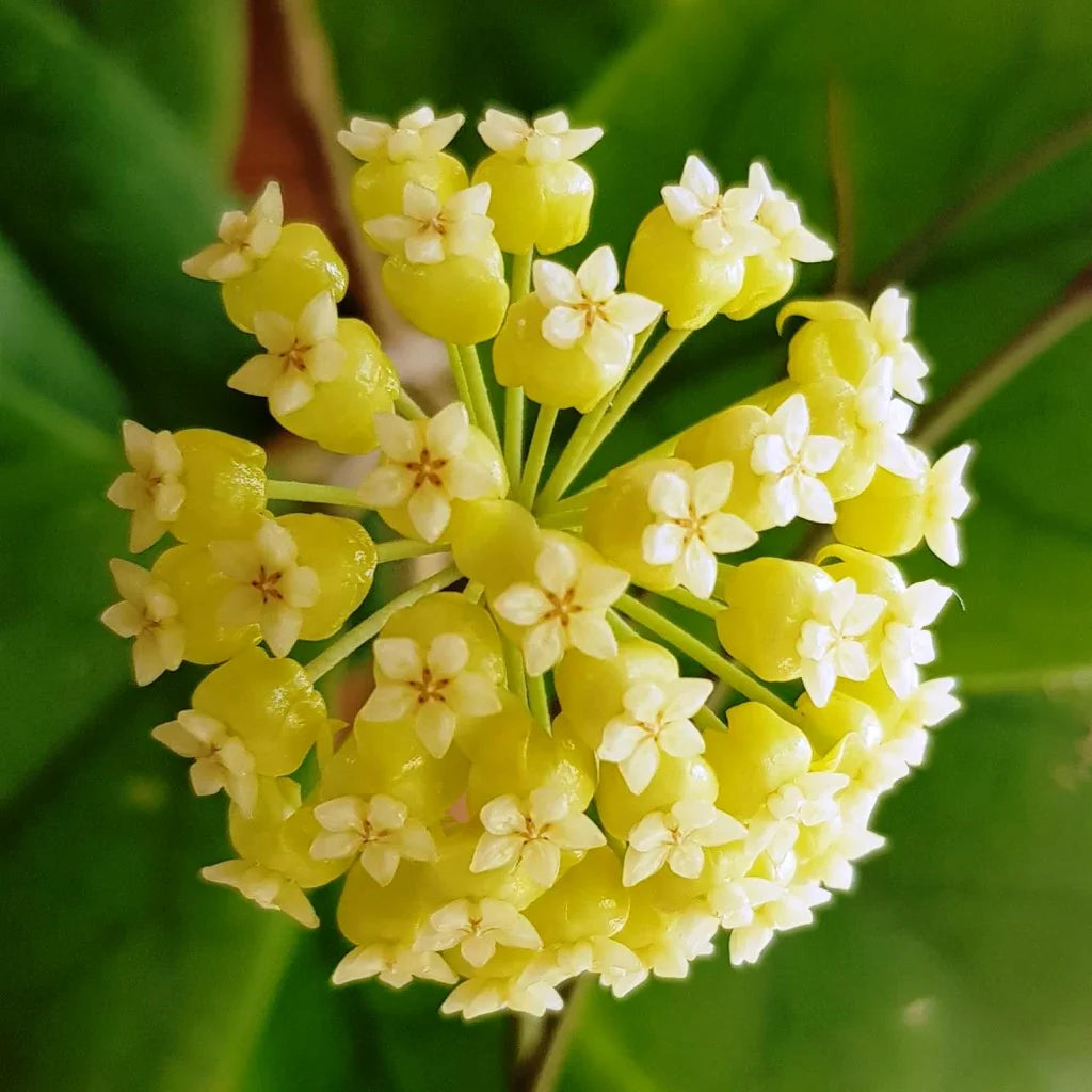 Yellow Carnosa flower seeds