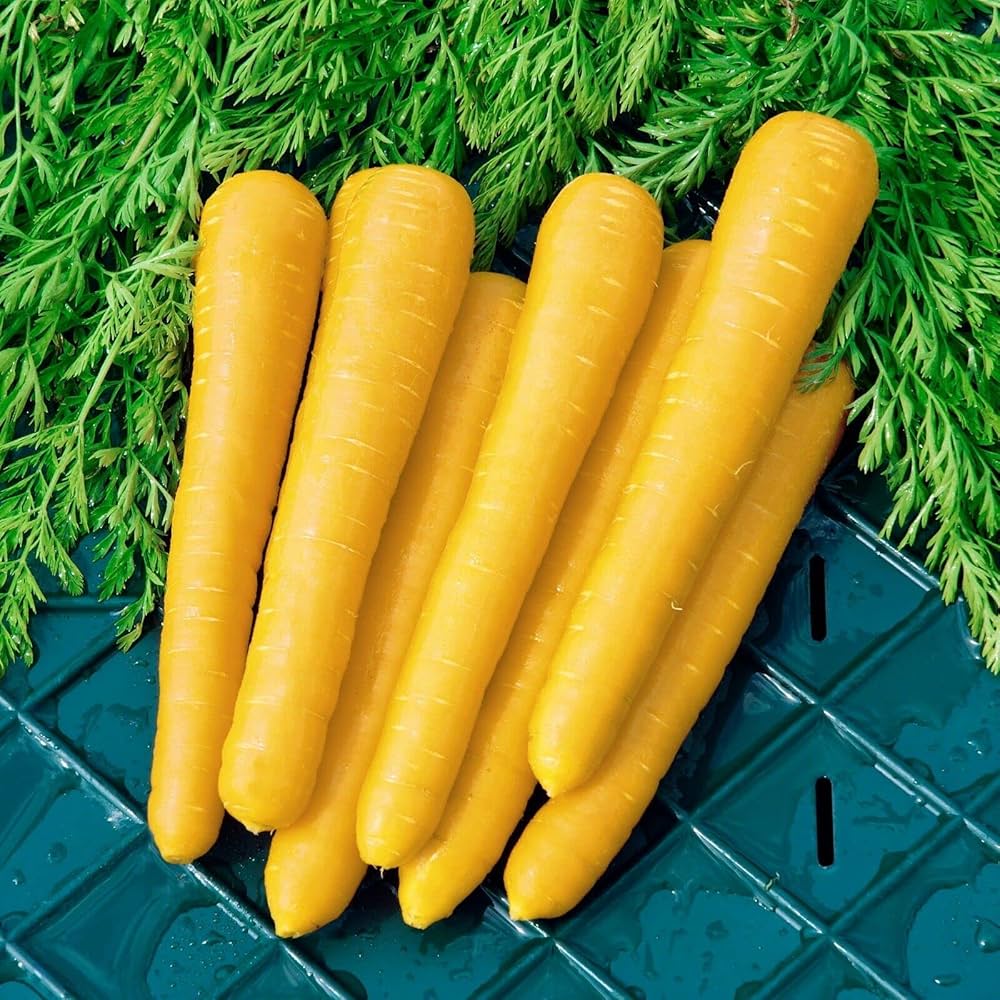 Yellow Carrot Seeds