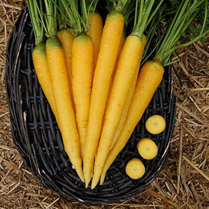 Yellow Carrot Seeds for Planting – Heirloom Non-GMO Garden Seeds