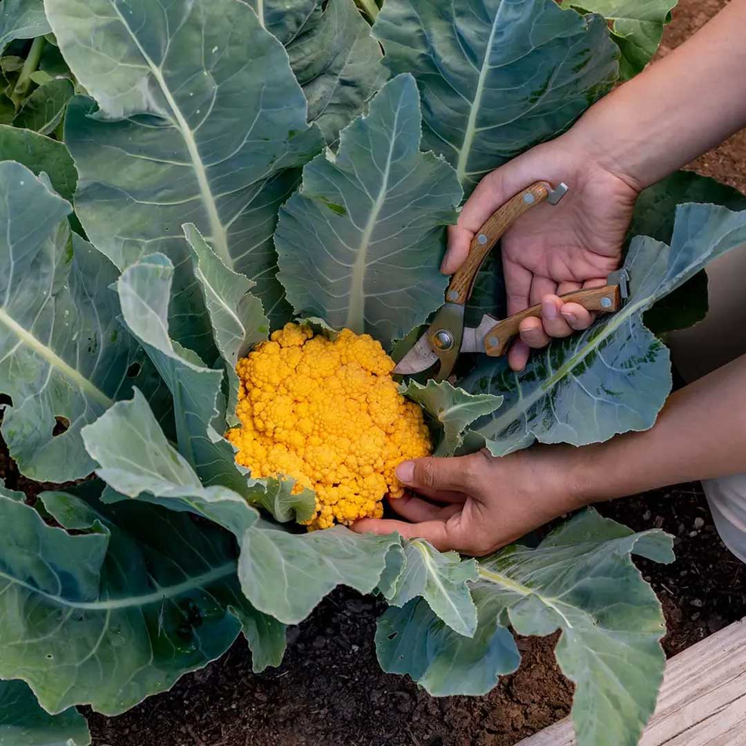 Yellow Cauliflower Seeds