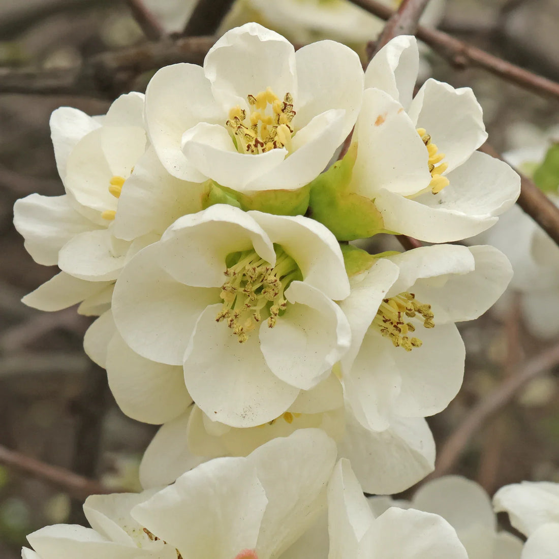 Yellow Chaenomeles flower seeds