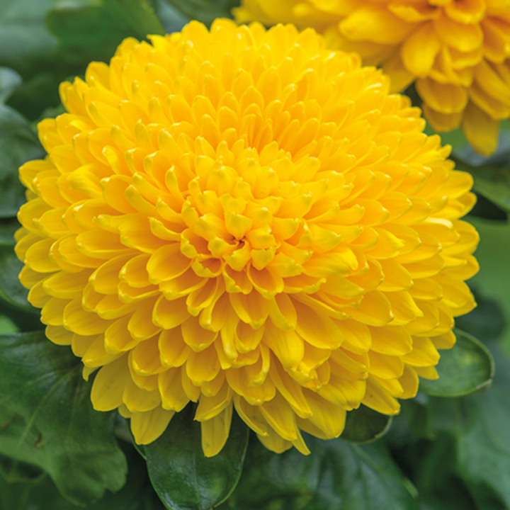 Light Yellow flower seeds