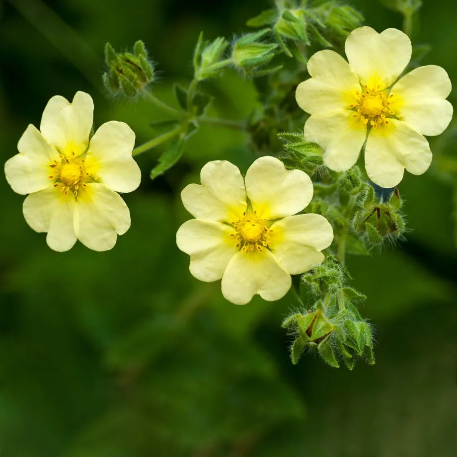 Yellow Cinquefoil flower seeds