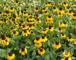 Yellow Coneflower Seeds for Planting