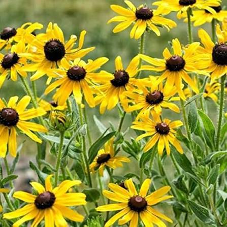 Yellow Coneflower Seeds for Planting