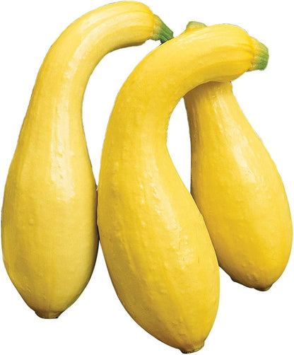 Fresh Early Summer Crookneck Squash Ready for Harvest