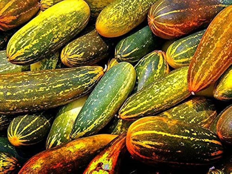 Chinese Yellow Cucumber Seeds for Planting – Heirloom Non-GMO Garden Seeds