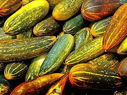 Chinese Yellow Cucumber Seeds for Planting – Heirloom Non-GMO Garden Seeds