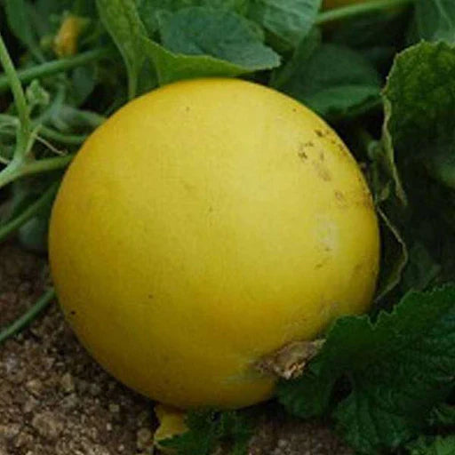 Yellow Cucumber Seeds for Planting – Heirloom Non-GMO Garden Seeds