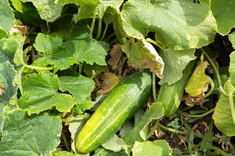 Yellow Cucumber Seeds for Planting – Heirloom Non-GMO Garden Seeds