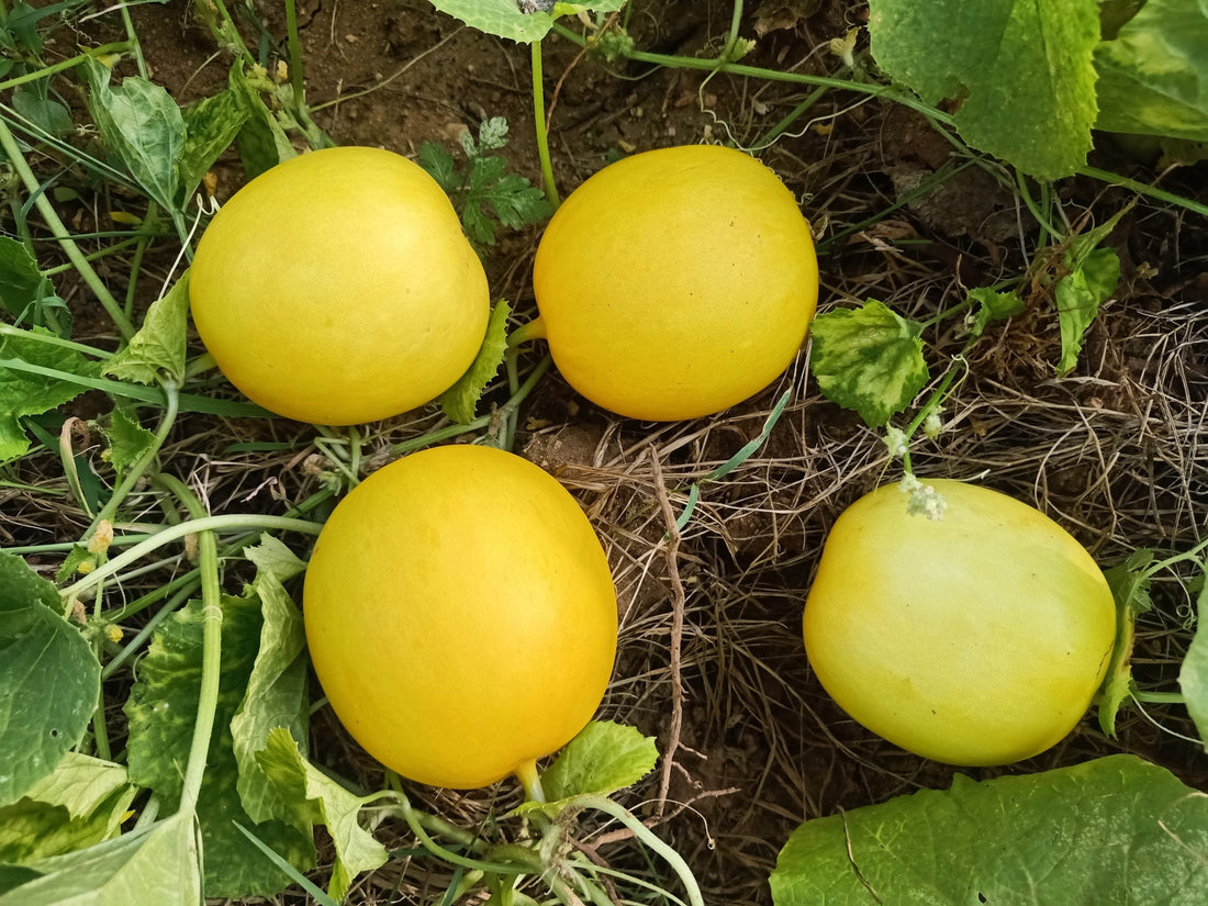 Yellow Cucumber Seeds