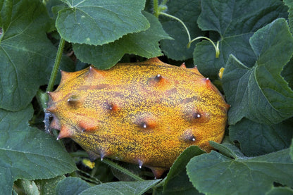 Kiwano Melon Seeds for Planting – Heirloom Non-GMO Garden Seeds
