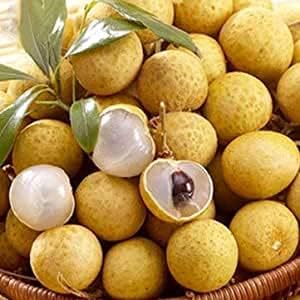 yellow dimocarpus seeds