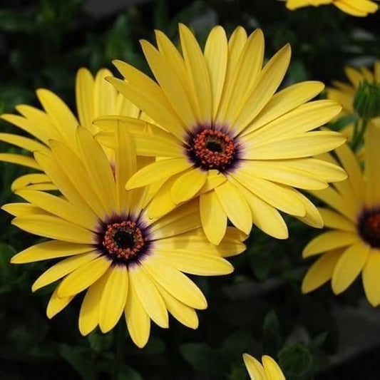 Yellow Dimorphotheca flower seeds