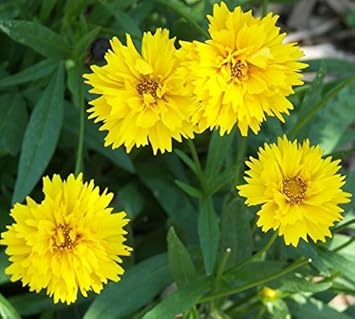 Golden Yellow Early Sunrise Flowers in Sunny Garden