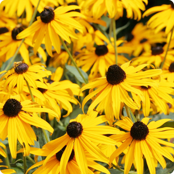 Yellow Echinacea Flower Seeds for Planting – Heirloom Non-GMO Garden Seeds