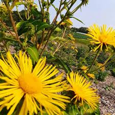 Enula Perennial Flowers Growing in Sunny Garden
