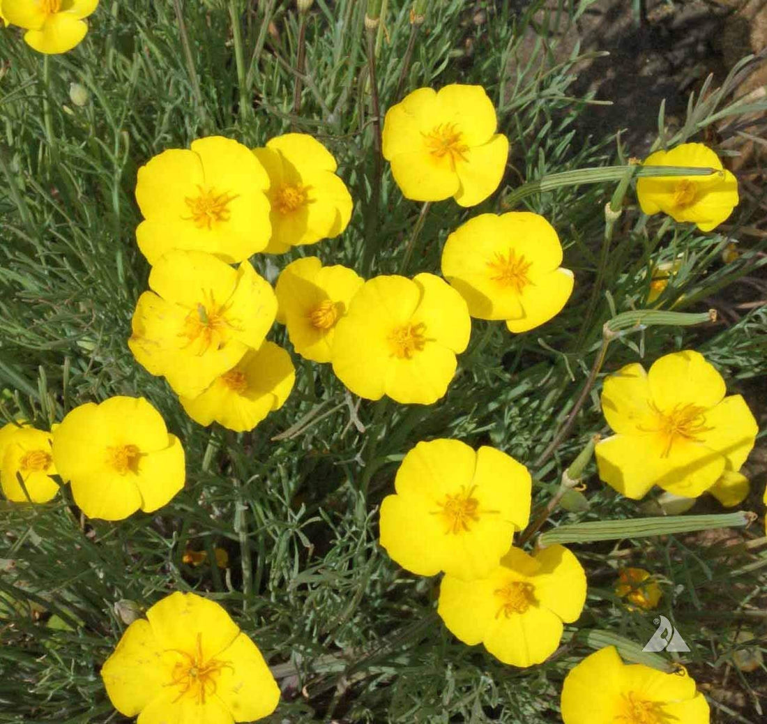 Yellow Eschscholzia flower seeds