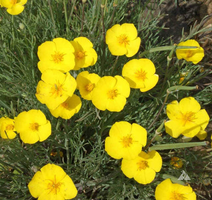 Yellow Eschscholzia flower seeds