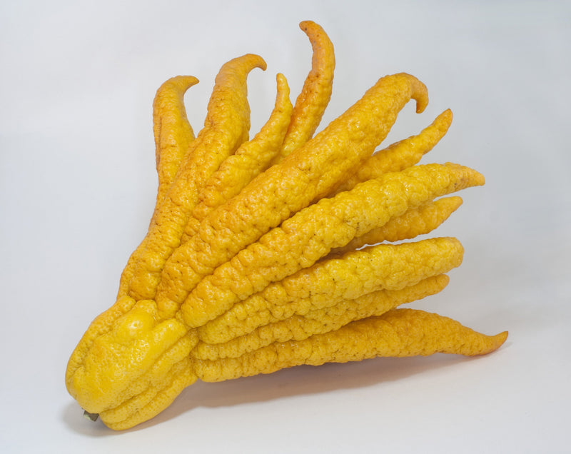 Yellow Finger Citron Fruit Seeds for Planting – Heirloom Non-GMO Garden Seeds