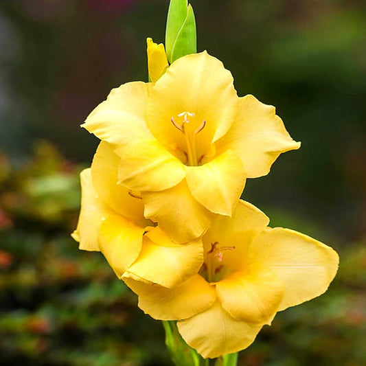 Yellow Gladiolus flower seeds