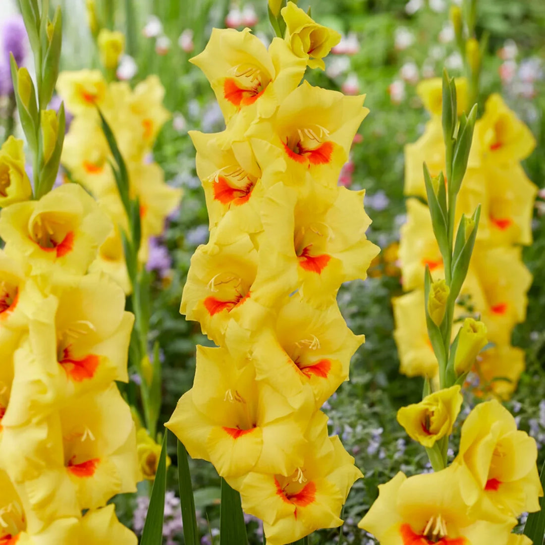 Yellow Gladiolus flower seeds