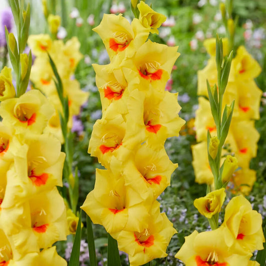 Yellow Gladiolus flower seeds