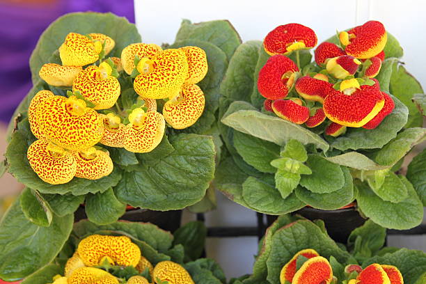 Yellow Gloxinia flower seeds