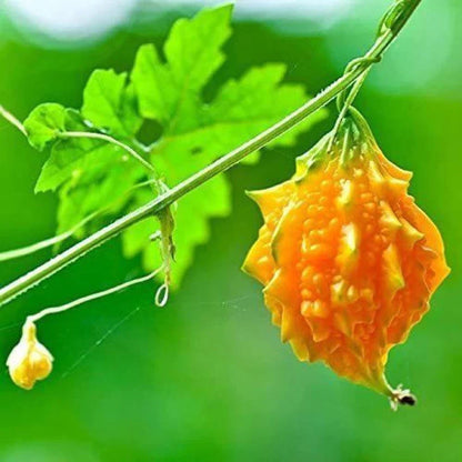 Yellow Bitter Gourd Seeds for Planting – Heirloom Non-GMO Garden Seeds