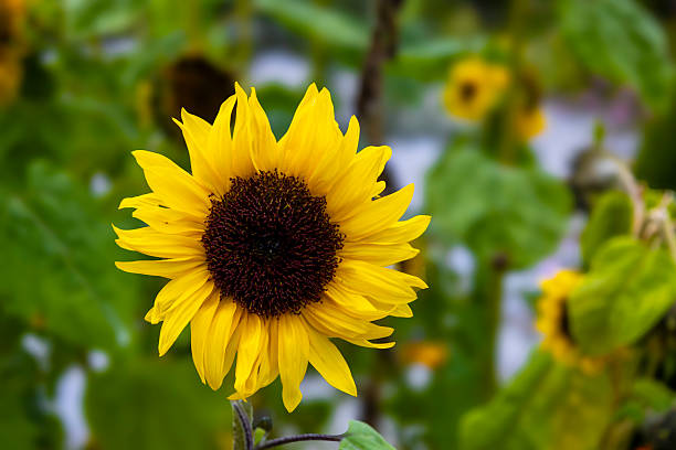Yellow Helianthus flowers blooming in a sunny garden