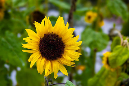 Yellow Helianthus flowers blooming in a sunny garden
