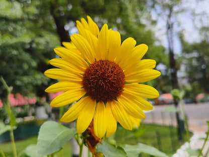 Yellow Helianthus flowers blooming in a sunny garden