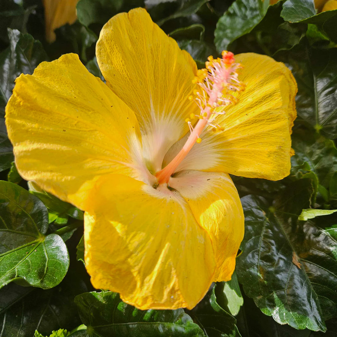 White Yellow flower seeds