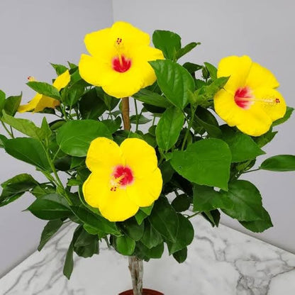 Yellow Hibiscus flower seeds