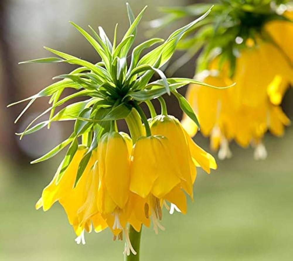 Yellow Imperial flower seeds