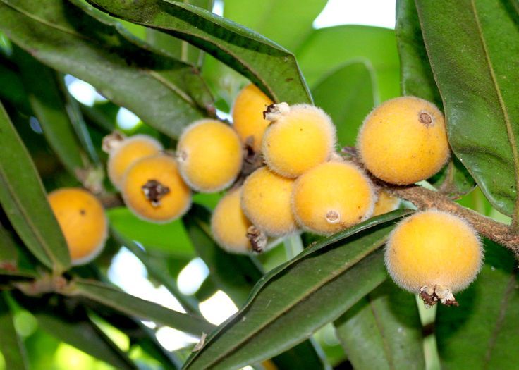Yellow jaboticaba fruit growing on a tropical tree with glossy green leaves, showcasing its distinctive yellow fruits and ornamental foliage.