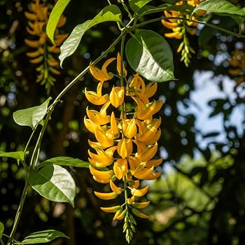 Yellow jade vine flower seeds for planting, an exotic tropical climbing vine with distinctive golden-toned blooms.