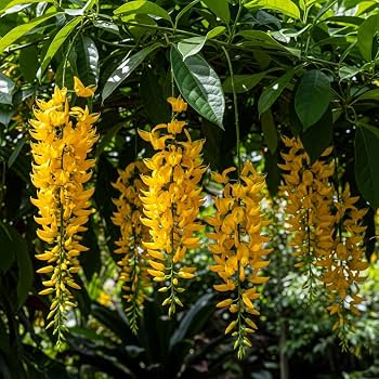 Yellow jade vine flower seeds for planting, an exotic tropical climbing vine with distinctive golden-toned blooms.