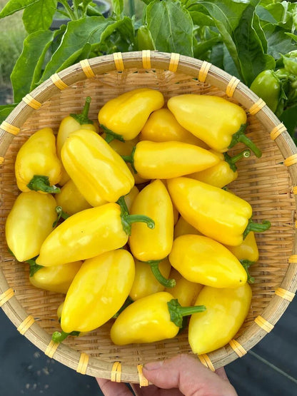 Yellow Jalapeño Pepper Seeds for planting with mature yellow jalapeño peppers growing on healthy garden plants