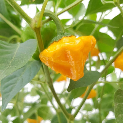Jamaicano Pepper Seeds for Planting – Heirloom Non-GMO Garden Seeds