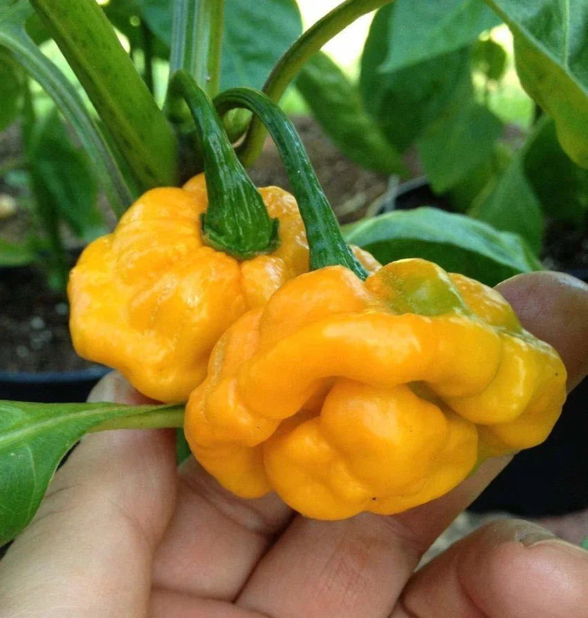 Jamaicano Pepper Seeds