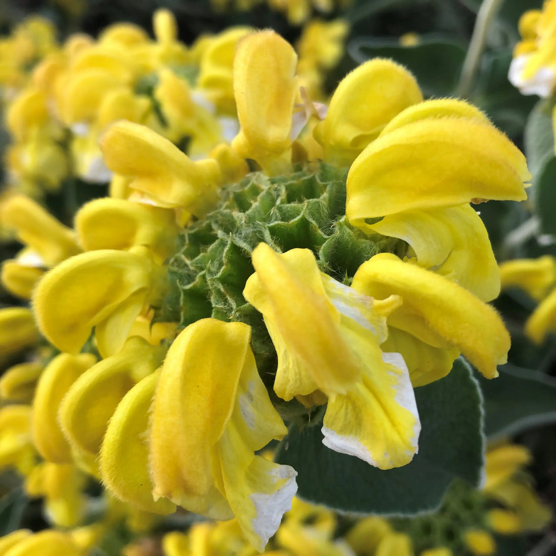 Yellow Jerusalem flower seeds