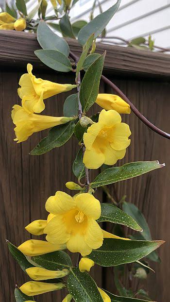Yellow Jessamine flower seeds for growing a fragrant climbing vine with golden yellow trumpet-shaped flowers and glossy green foliage.