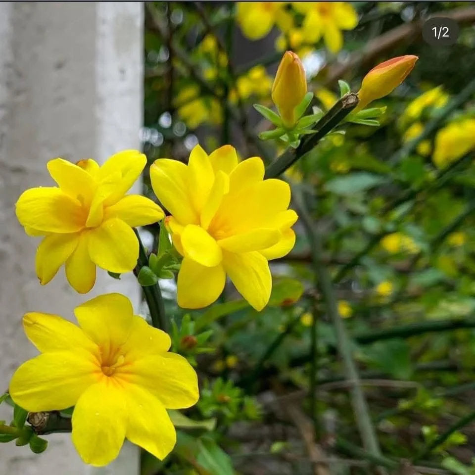 Yellow Jessamine flower seeds for growing a fragrant climbing vine with golden yellow trumpet-shaped flowers and glossy green foliage.