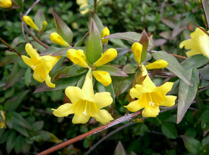 Yellow Jessamine flower seeds for growing a fragrant climbing vine with golden yellow trumpet-shaped flowers and glossy green foliage.