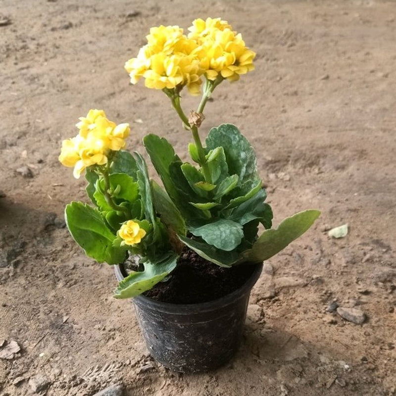 Yellow Kalanchoe Flower Seeds for Planting – Heirloom Non-GMO Garden Seeds