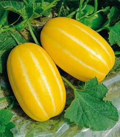 Korean Melon Seeds